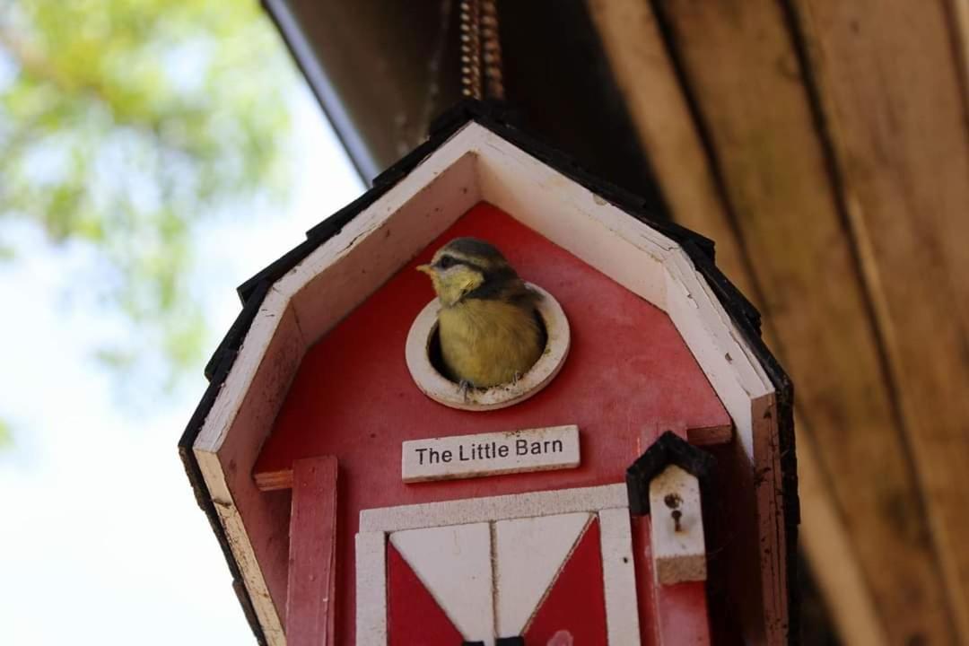 Namelis Nr 1 Adeles Sodyba Sturmai Eksteriør billede